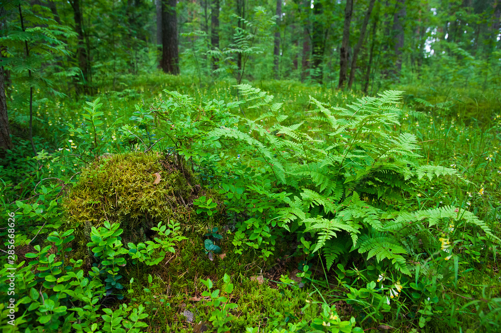 Fototapeta premium Small fern tree in the forest