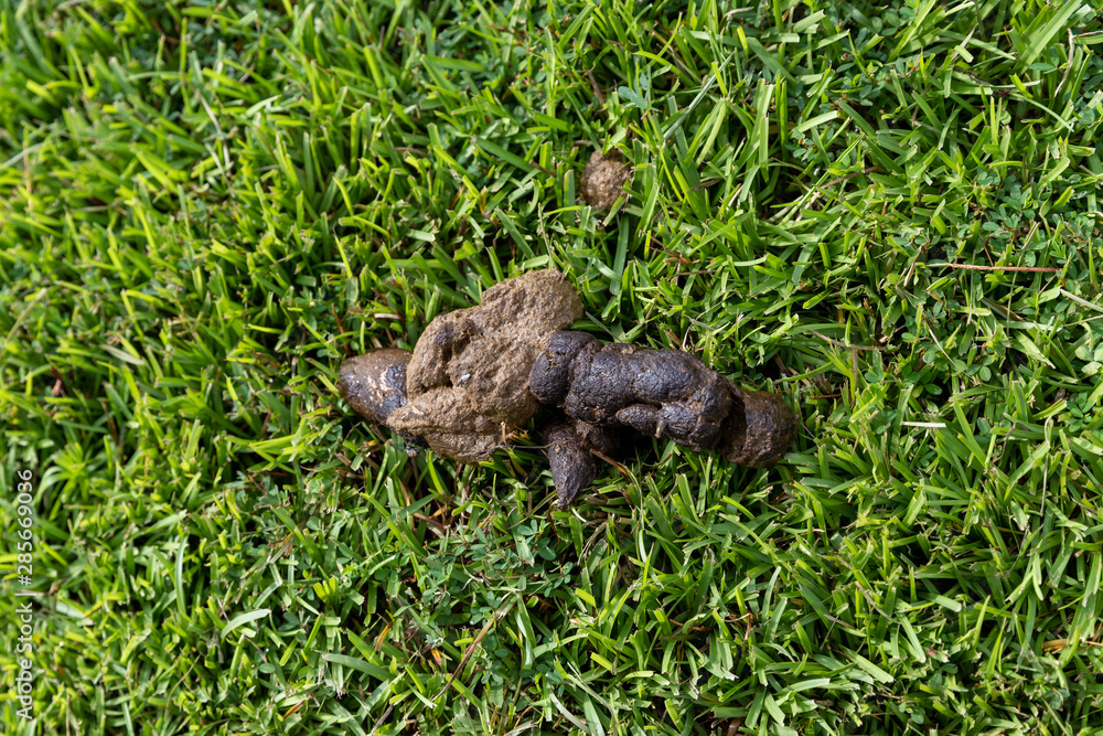 Pile of fresh Dog Poop on green grass in yard Pile of fresh Dog Poop on green grass in yard