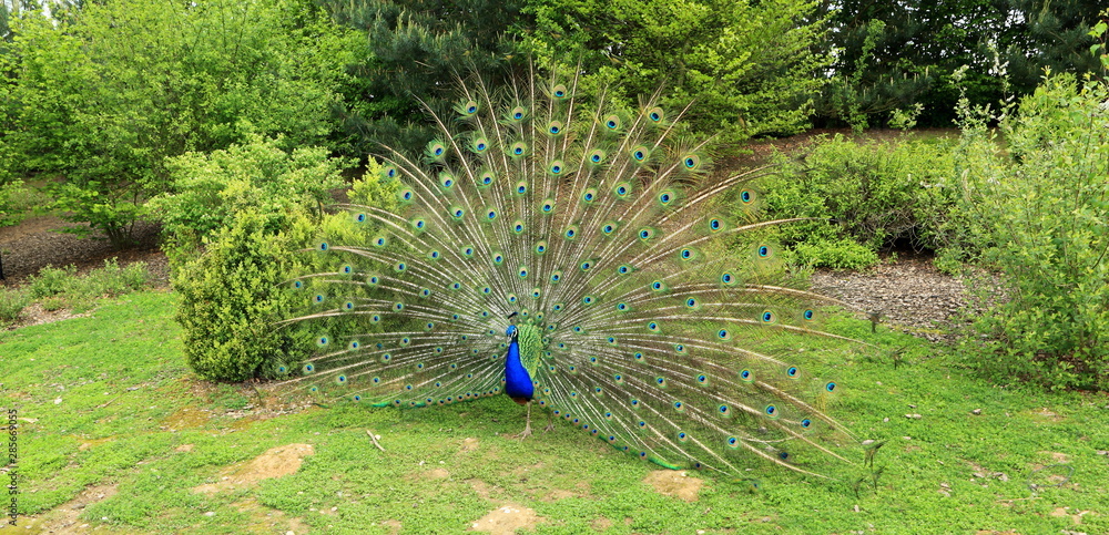 Obraz premium La roue du paon en parade