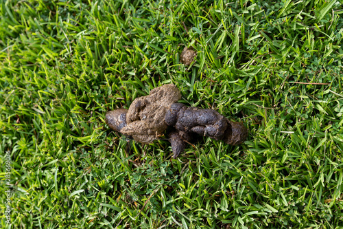 Pile of fresh Dog Poop on green grass in yard