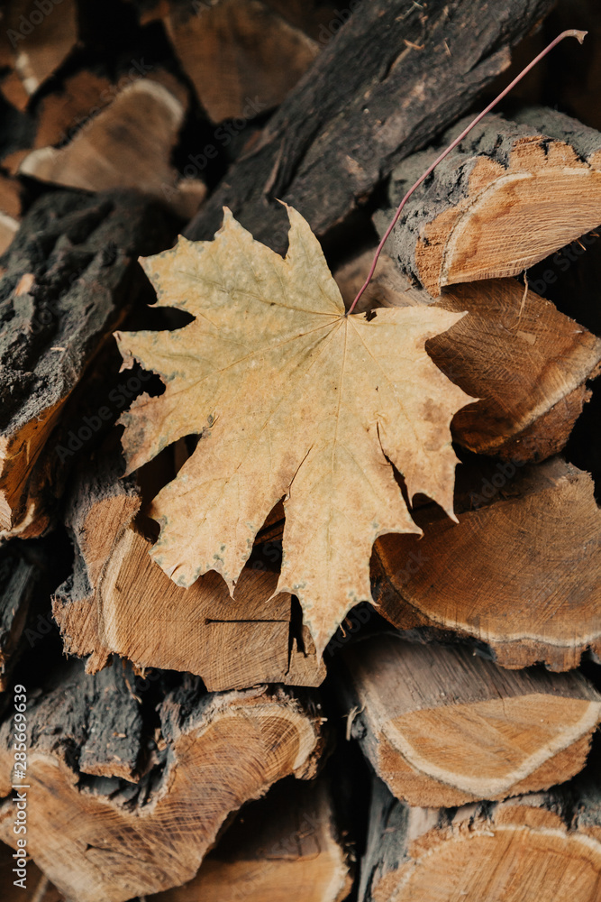 Yellow maple leaf lies on pile of firewood