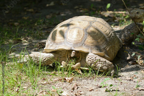 African spurred tortoise, Geochelone Sulcata, eating grass in an aviary of zoo