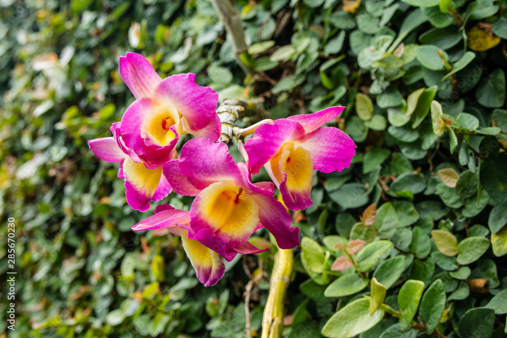 Orquidea amarela e rosa florindo no muro coberto de 