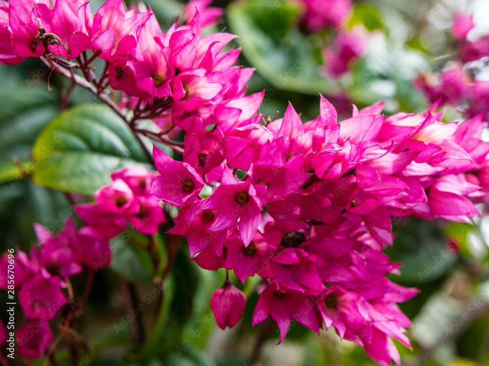 Fototapeta premium Flores de jardim conhecida como 