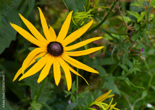 Canvas Print Black Eyed Susan is a member of the aster family and is native to USA but common