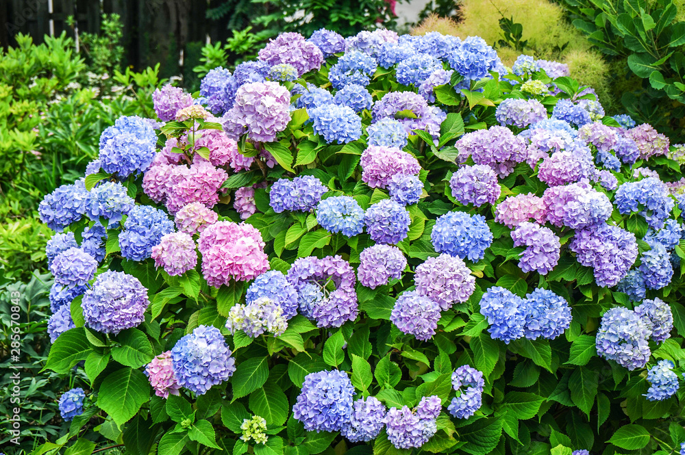 flowers flowers