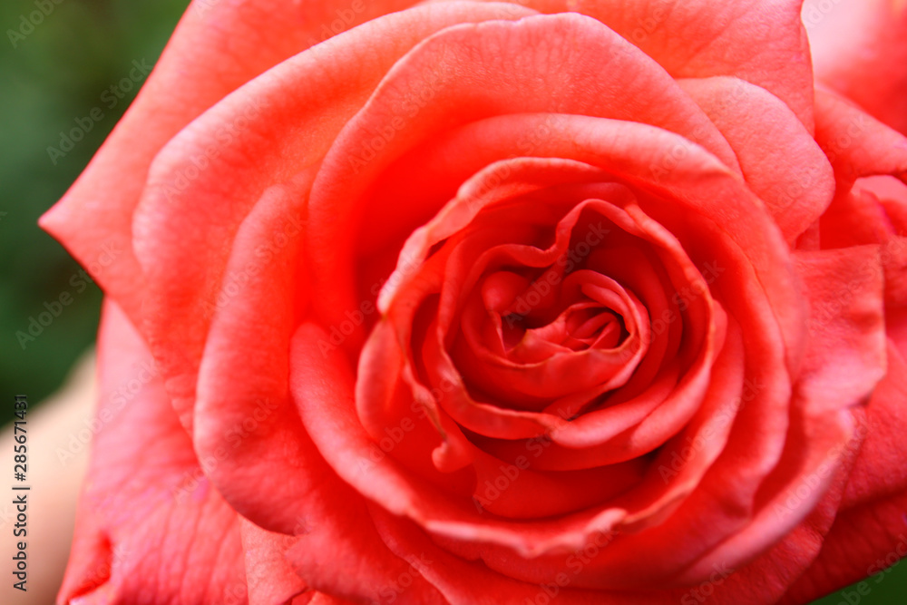 Closeup view of beautiful blooming rose in garden Closeup view of beautiful blooming rose in garden
