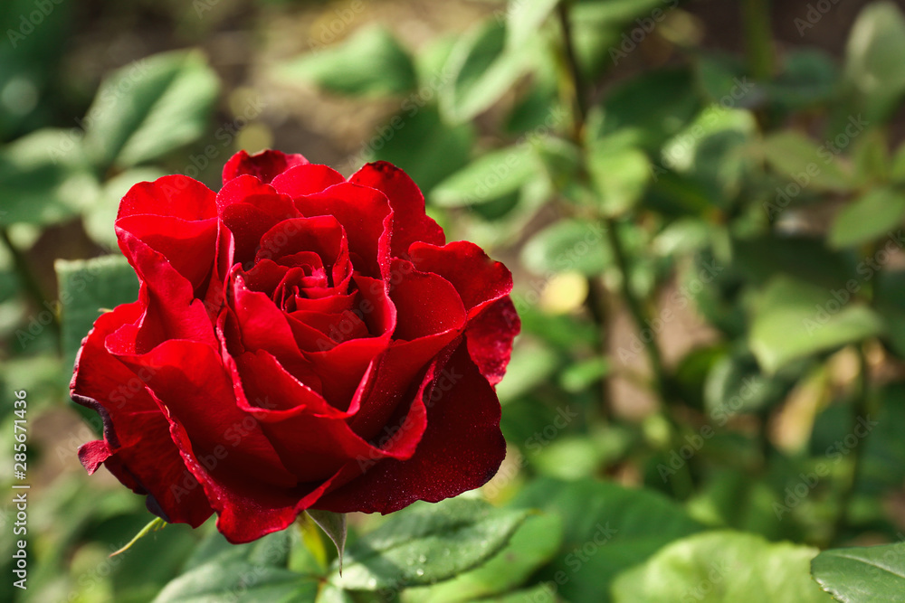Beautiful blooming red rose in garden on summer day, closeup. Space for text Beautiful blooming red rose in garden on summer day, closeup. Space for text