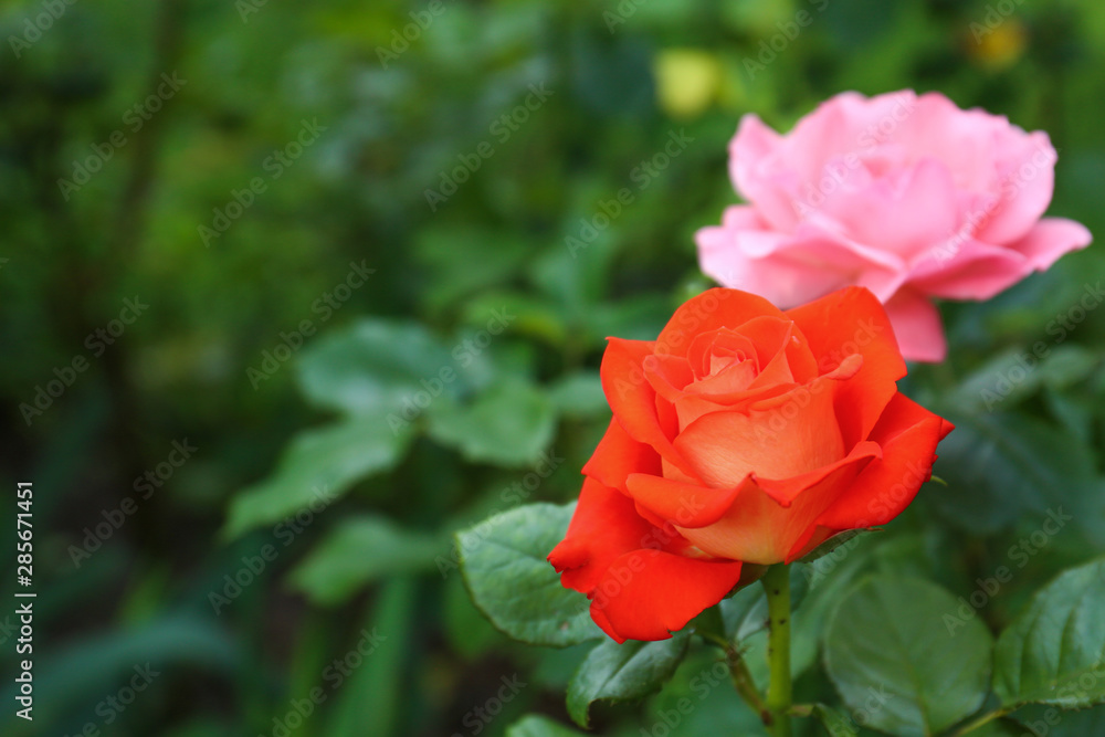 Beautiful blooming roses in garden on summer day. Space for text