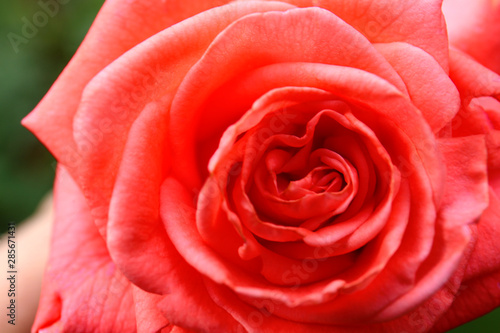 Closeup view of beautiful blooming rose in garden