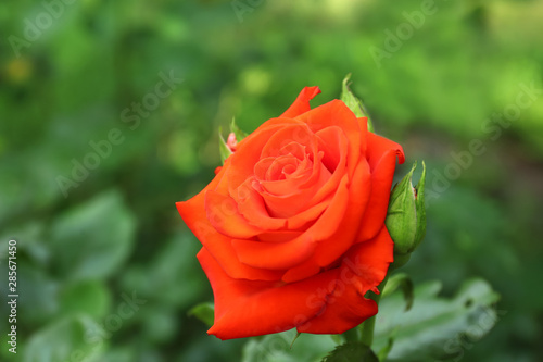 Beautiful blooming red rose in green garden on summer day. Space for text