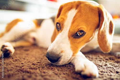 Dog beagle breed sleeps on carpet