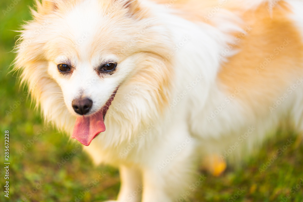 German Spitz dog pomeranian outdoors portrait German Spitz dog pomeranian outdoors portrait
