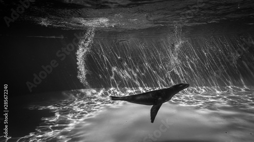 Otarie sous l'eau aprés un plongeon, noir et blanc
