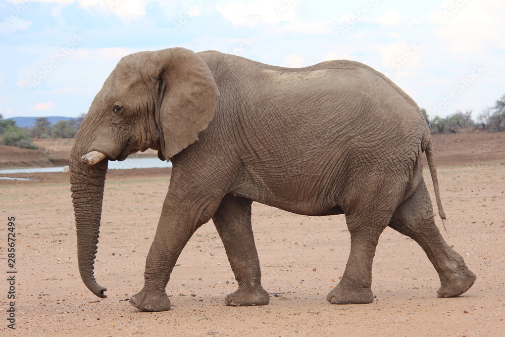 Fototapeta premium African Elephant (Loxodonta africana) taking a stroll in central Namibia.
