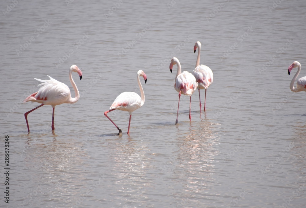 Group of African Greater Flamingos, Amboseli, Kenya