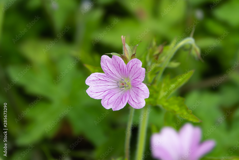 Pink Geranium Flowers in Bloom in Springtime Pink Geranium Flowers in Bloom in Springtime
