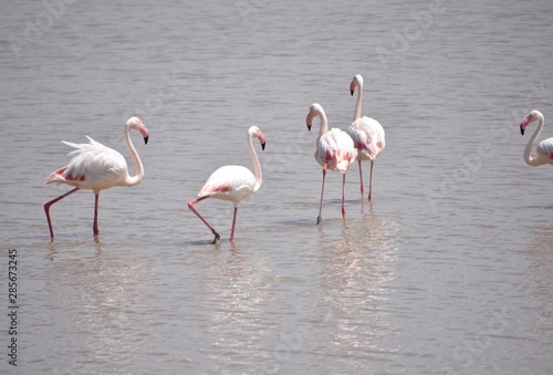 Group of African Greater Flamingos, Amboseli, Kenya