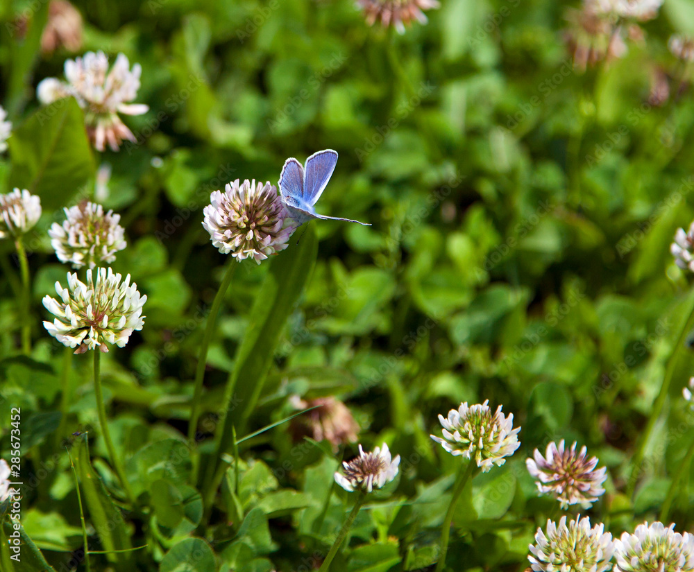 butterfly on flower butterfly on flower