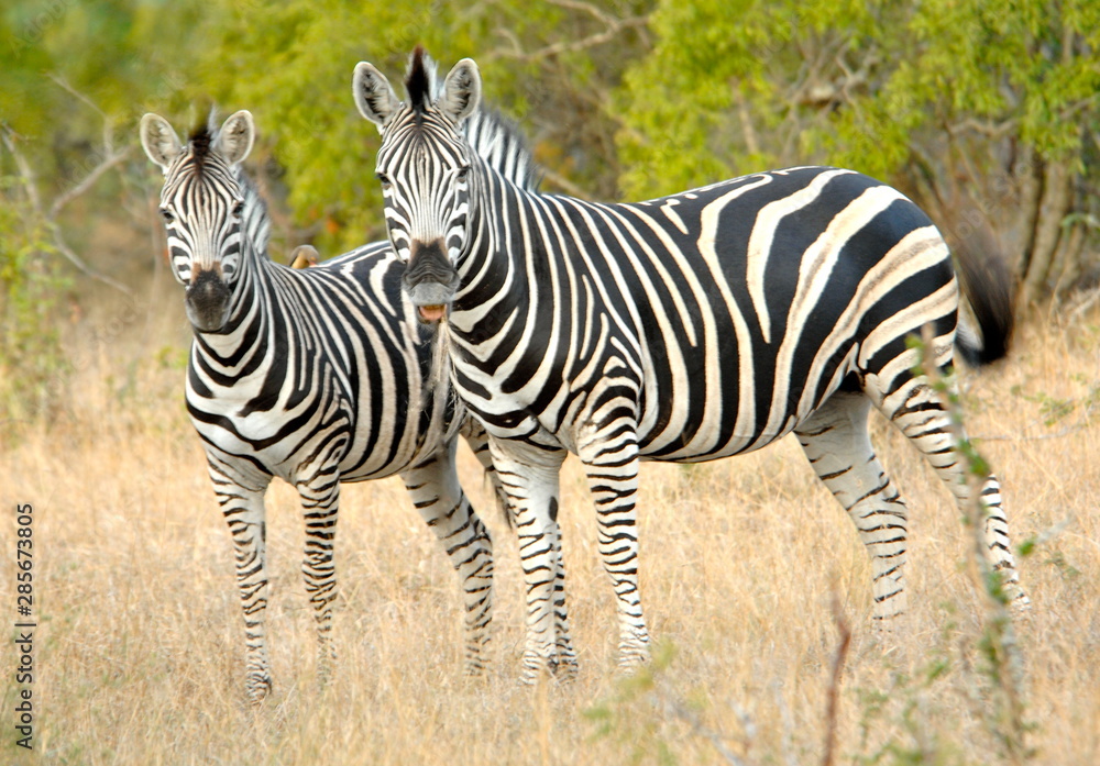 Fototapeta premium zebra in africa