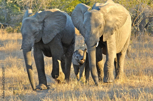 mother and baby elephant