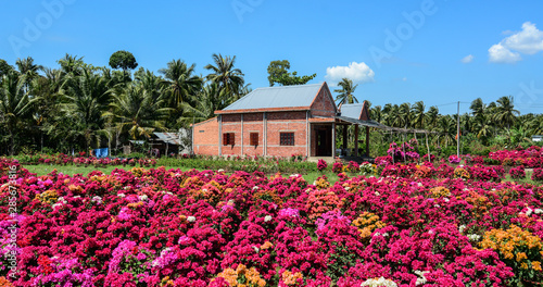 Flower field in Mekong Delta  Vietnam