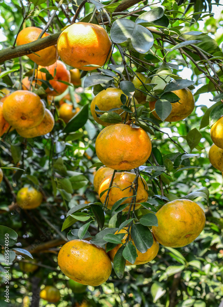 Mandarin citrus fruits on the tree at plantation