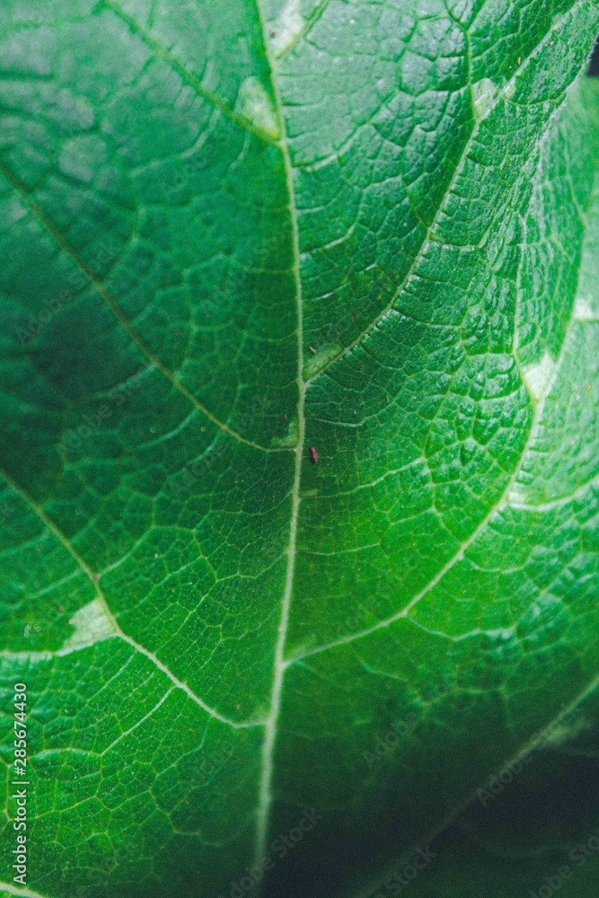 Obraz premium Macro plant