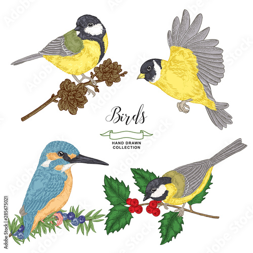 Colorful birds collection. Tits and kingfisher sitting on a branch. Vector illustration. Vintage engraving style.