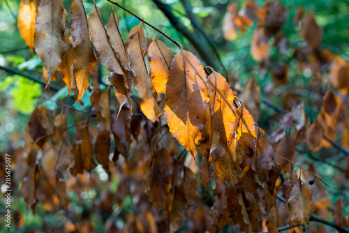 orange autumn prunus padus leaves closeup