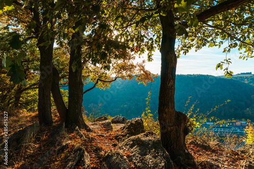 Fototapeta Naklejka Na Ścianę i Meble -  autumn in forest