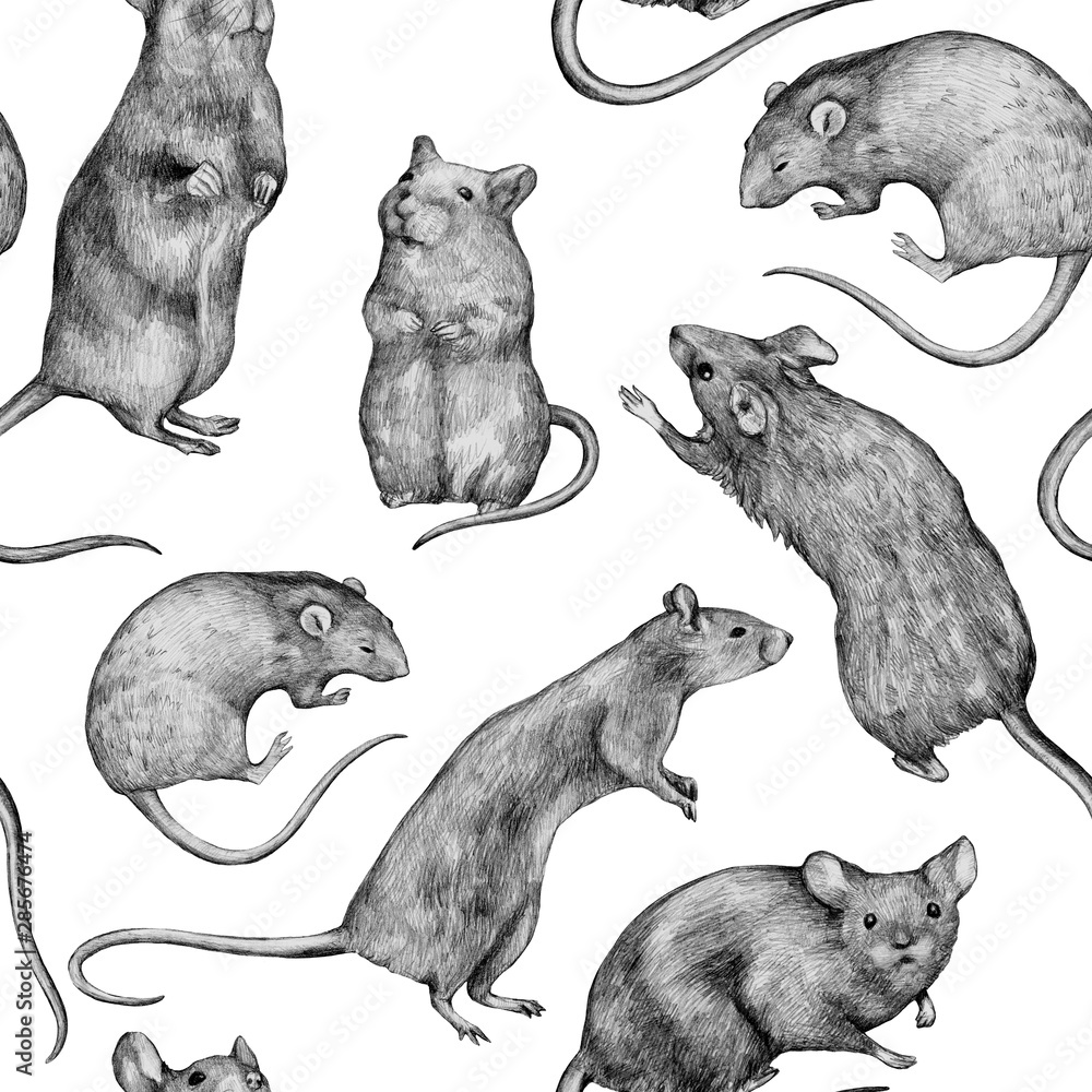Rat drawing hi-res stock photography and images - Alamy