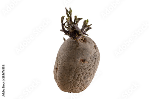 Naturally sprouted seed potato on white background
