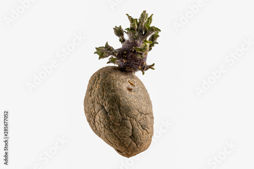 Naturally sprouted seed potato on white background photo