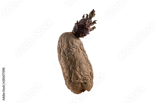 Naturally sprouted seed potato on white background photo