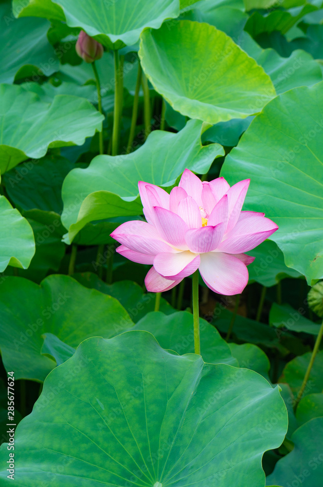 蓮の花、東京上野公園、不忍池