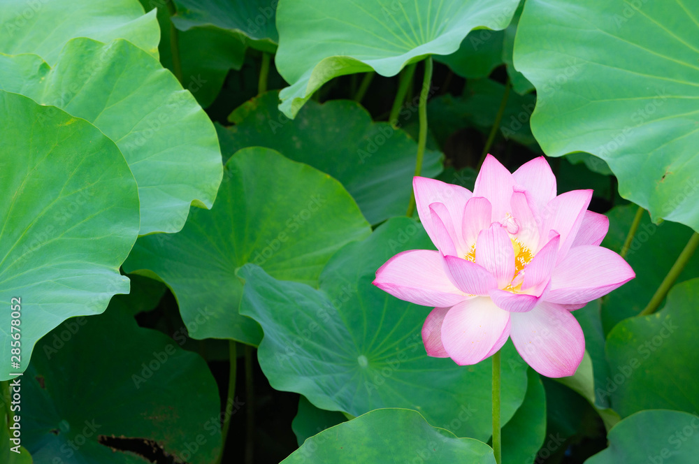 蓮の花、東京上野公園、不忍池