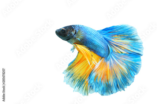 Betta fish "Half Moon" isolated on a white background