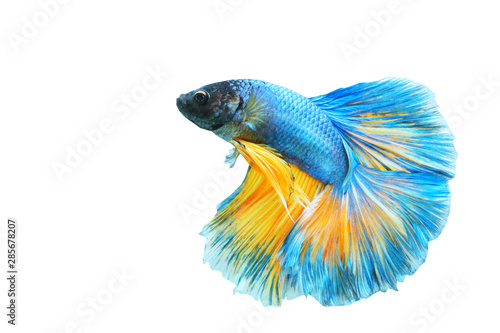 Betta fish 
