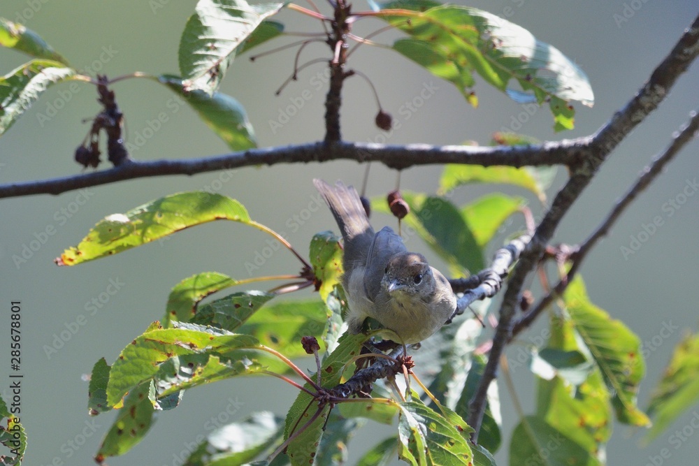 Fototapeta premium Eurasian Blackcap (Sylvia atricapilla), Greece