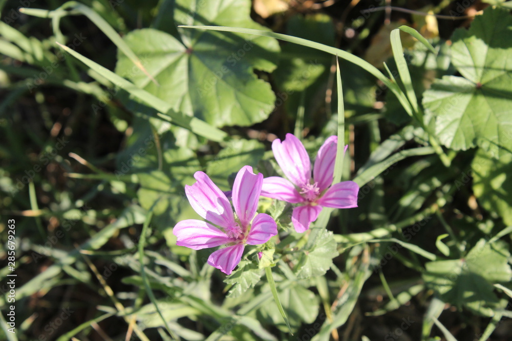 Macro wild flower Macro wild flower