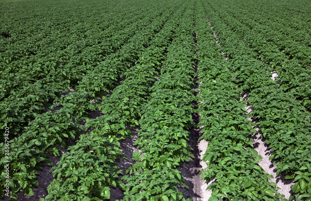 Fields of potatoes. Polders Netherlands. 