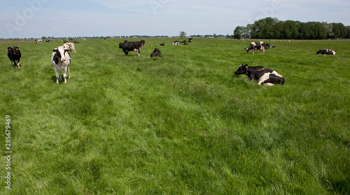 Cows in meadow. Netherlands