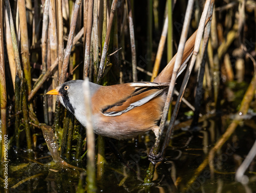 Male of a bearded tit