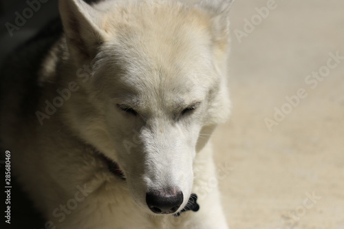 Close-Up Shot Of Husky Dog