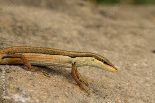 Asian grass lizard, six-striped long-tailed lizard, or long-tailed grass lizard (Takydromus sexlineatus) photo