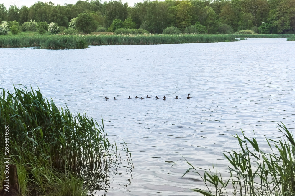 Waterfowl with children in the forest lake. Duck with ducklings swimming in the lake. Waterfowl with children in the forest lake. Duck with ducklings swimming in the lake.