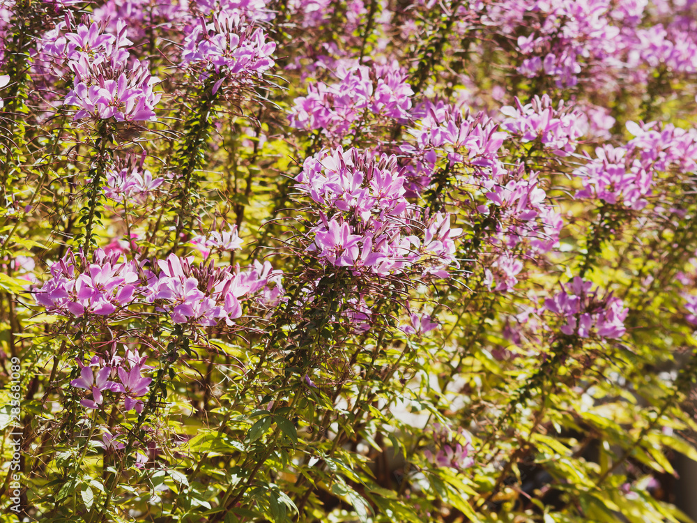 Obraz premium Buisson dense de cléome épineux ou Fleur araignée (Cleome spinosa)