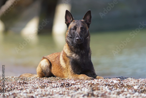 Young wet Belgian Shepherd dog Malinois lying down on a pebble stone beach in summer