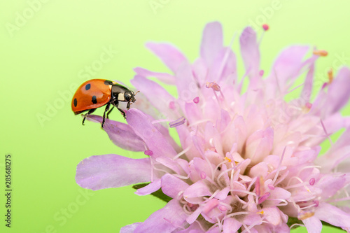 Ladybird sits on purple flower